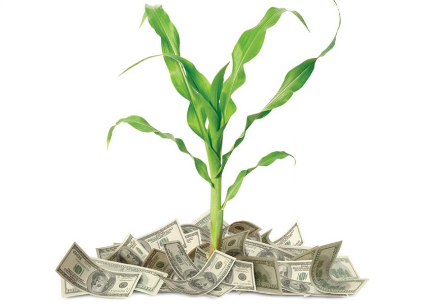 Money Corn Plant